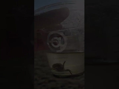 50 মিমি 400 মিমি 300 মিমি কার্বন ইস্পাত ফ্ল্যাঞ্জযুক্ত বায়ুচলাচল প্রজাপতি ভালভ